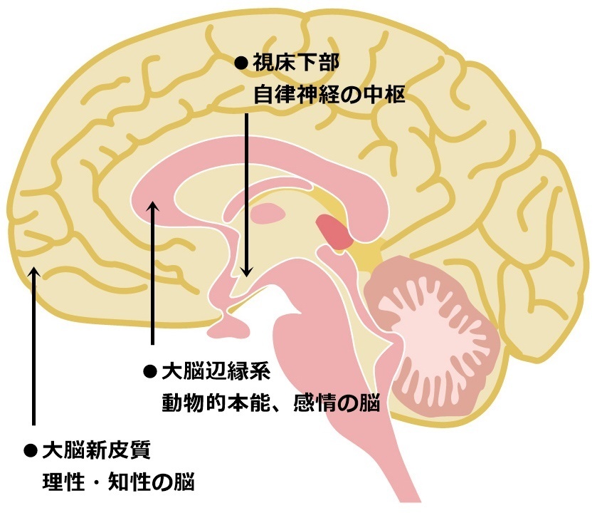 脳の三層構造