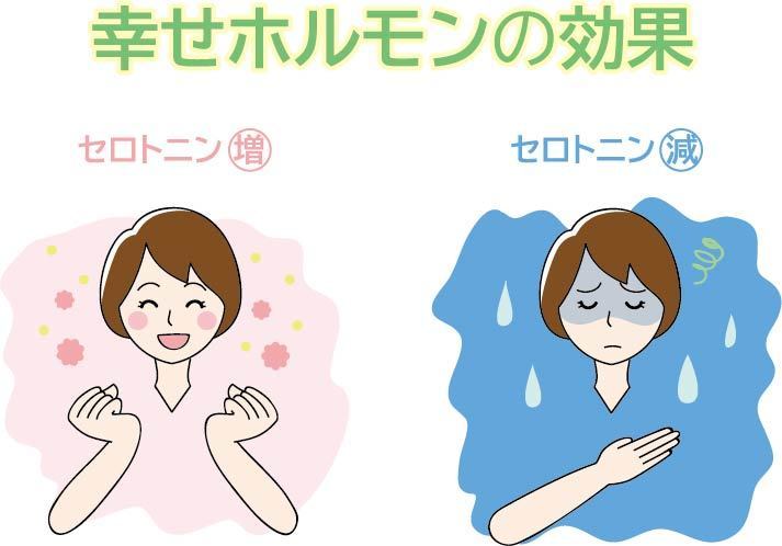 幸せホルモン「セロトニン」