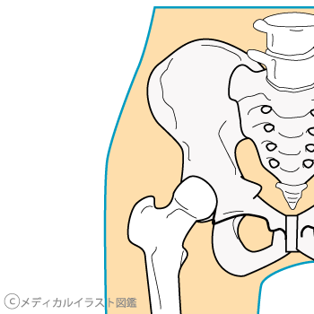 股関節は下半身の動きの起点