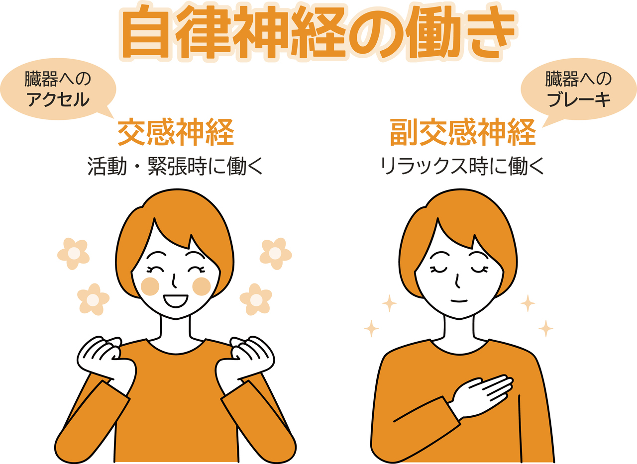 自律神経の働き