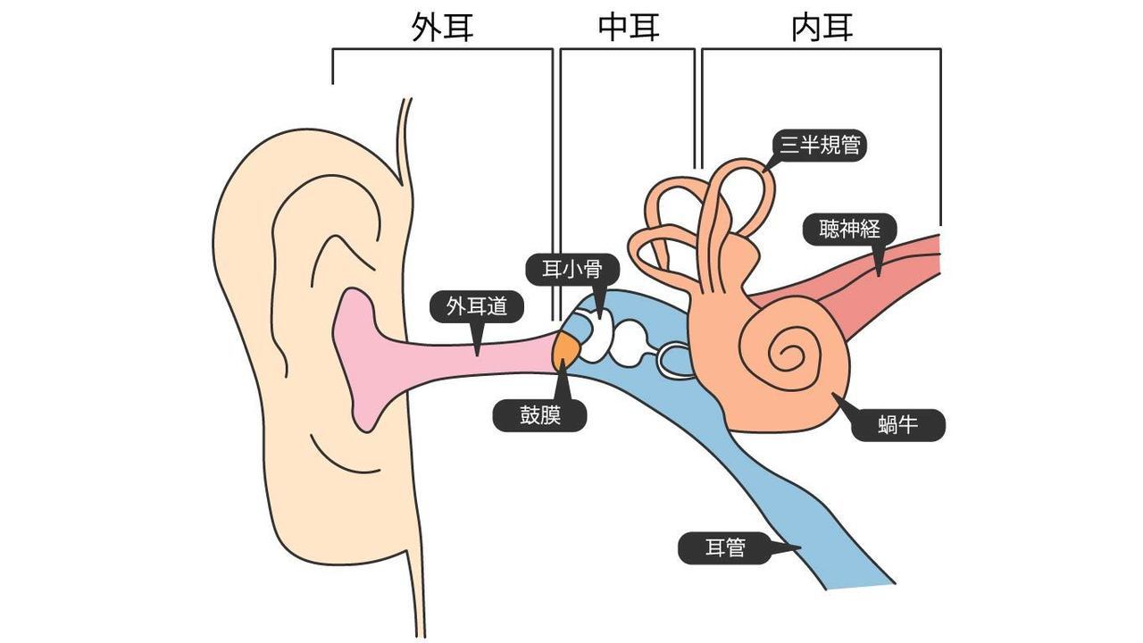 内耳