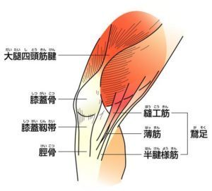 膝の内側の痛みは鵞足炎