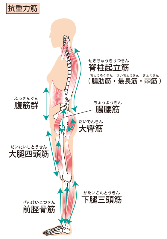 抗重力筋