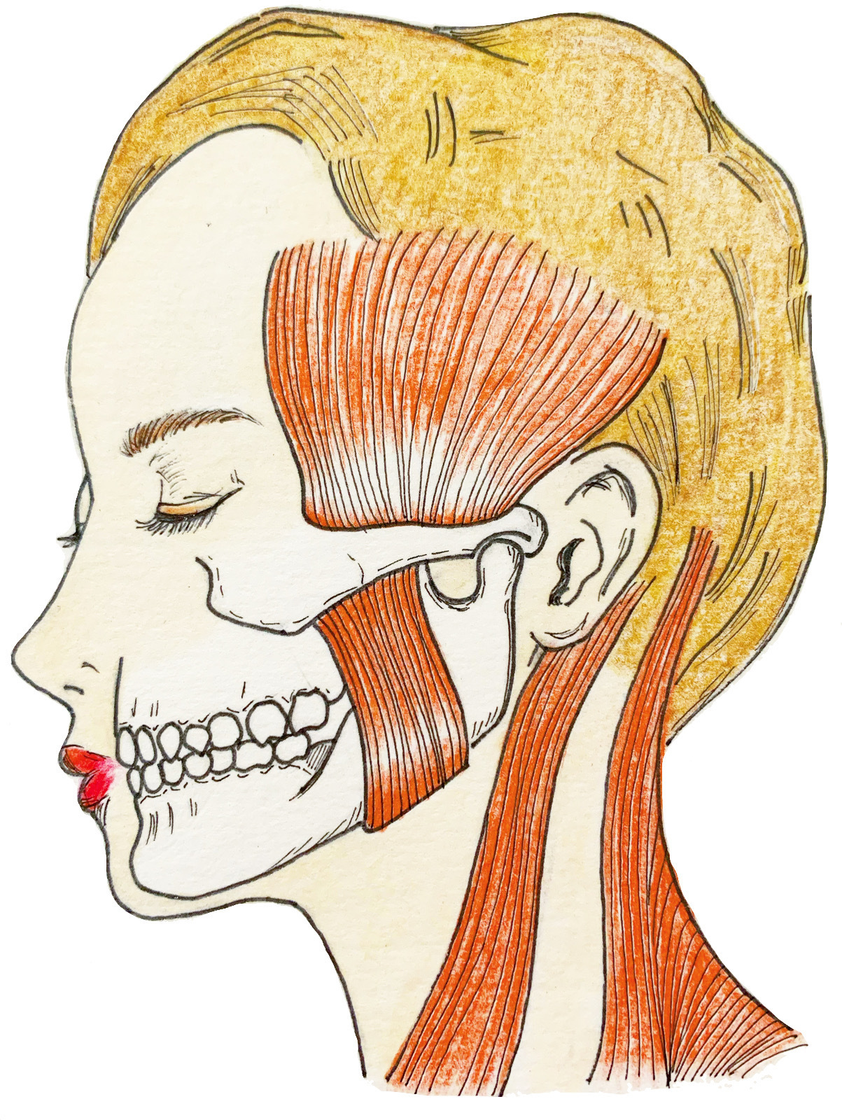 歯ぎしり・食いしばりと首こり