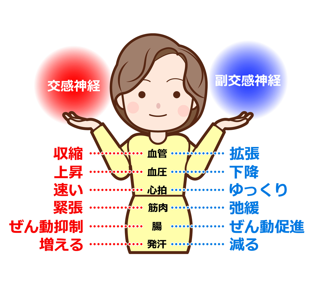 自律神経について