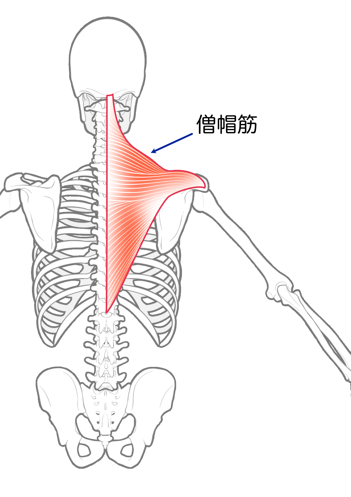 僧帽筋